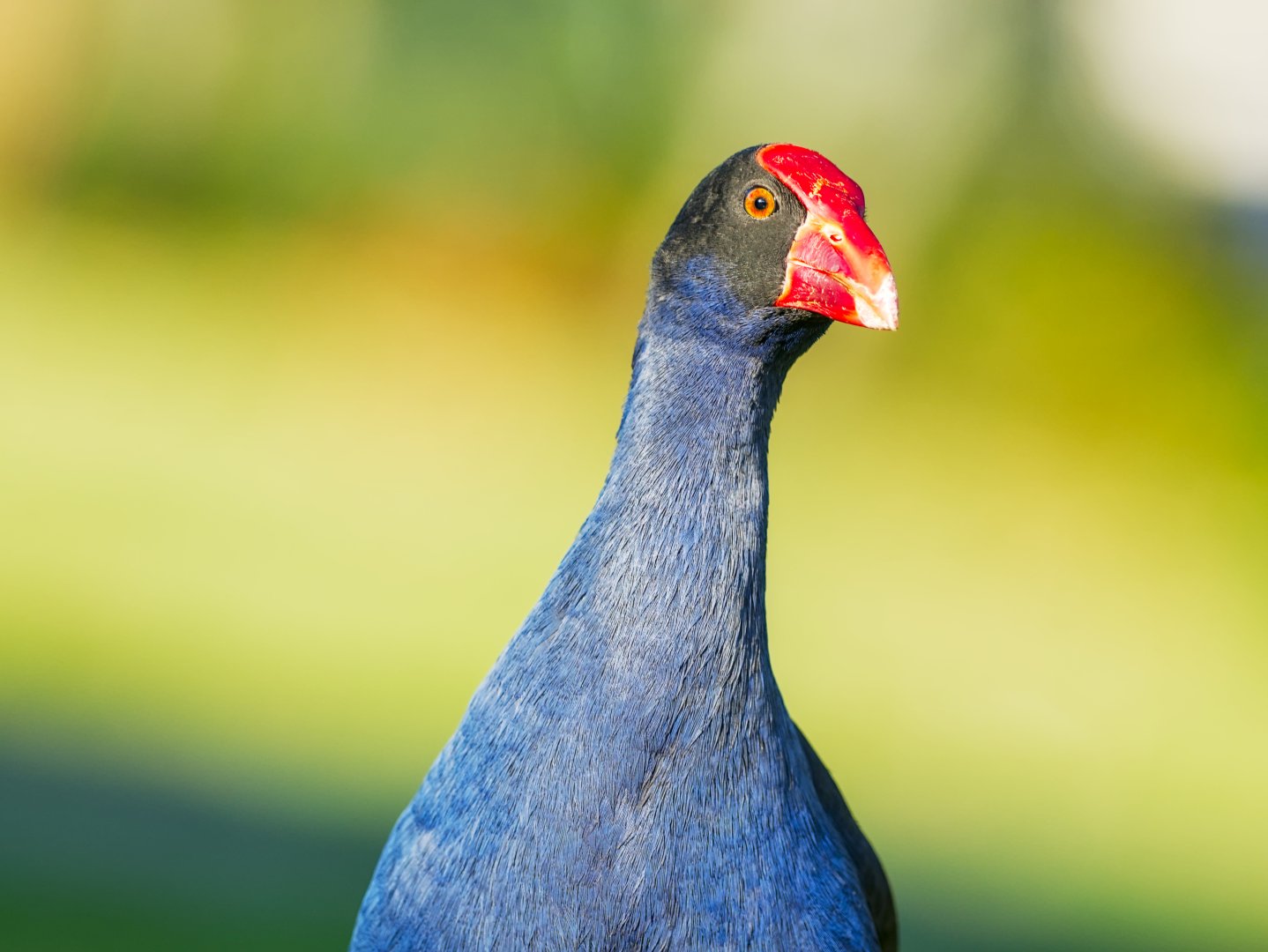 A close-up, head-and-shoulders portrait of an Australasian Swamphen (Porphyrio melanotus) facing slightly left. The bird has a dark, near-black head and neck, a bold red frontal shield, and a bright red bill. Its eye is orange-red. The visible body feathers are deep blue-purple. The background is a soft blur of greens and yellows, consistent with a sunlit grassy or wetland environment.